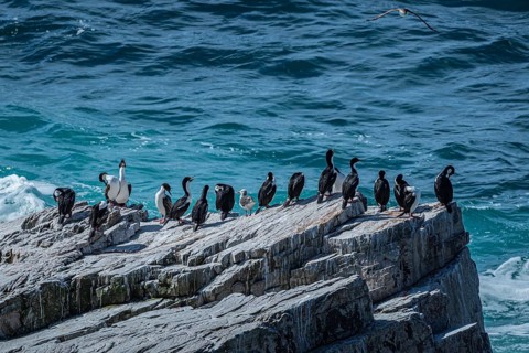 Blue-eyed Cormorant (Phalacrocorax atriceps), also Imperial shag, on a cliff by the sea, Pebble