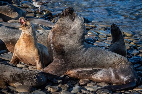 Maned seals (Otaria flavescens) showing readiness to mate, Bleaker Island, Falkland Islands, Great