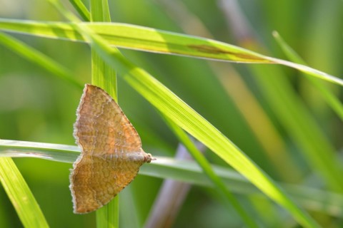 Yellow Shell on a meadow. Ochre-yellow leafhopper on a blade of grass