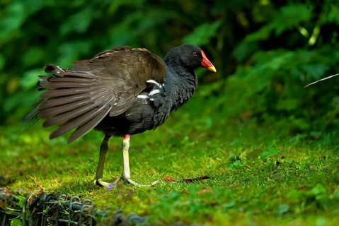 Common moorhen on a pond in the Essener palace gardens. Common Moorhen on a pond in the Essener