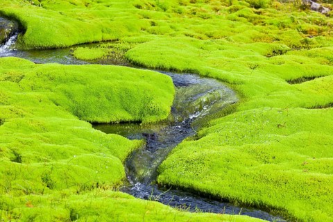Iceland Small River Stream with green moss. Horizontal shot