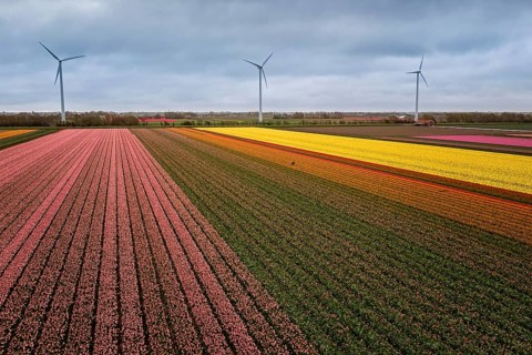 Multicolored flowers, tulip in the fields in the Netherlands