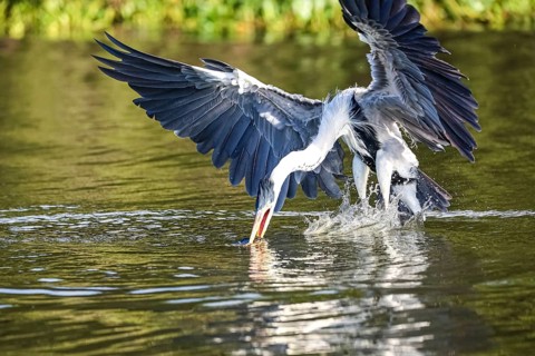 Cocoi heron catching a Pirhana in flight over a river, spreading wings, Pantanal Wetlands, Mato