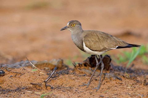 Lapwing (Vanellus lugubris), animals, birds, biotope, habitat, foraging, wader, plover family,