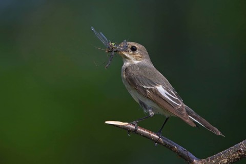 Animals, birds, songbirds, pied flycatcher, (Ficedula hypoleuca), biotope, habitat, perch,
