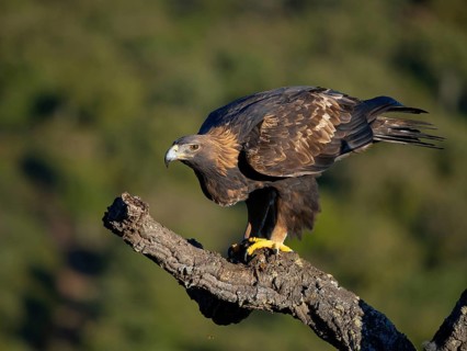 Golden Eagle, (Aquila chrysaetos), bird of prey, hawk family, perch, biotope, habitat, foraging, El