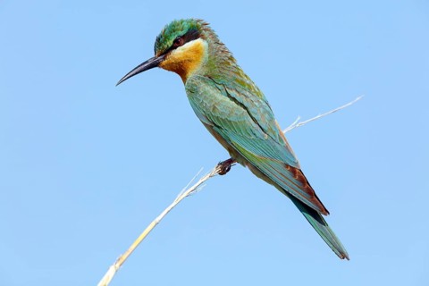 Blue-cheeked Bee-eater, (Merops persicus), family of bee-eaters, bird on perch, Muntasar oasis,