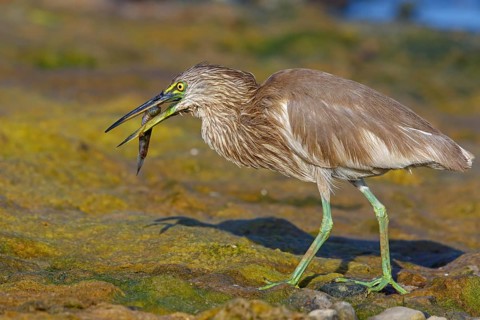 Animal, animals, bird, birds, heron, paddy heron, (Ardeola grayii), heron family, biotope, habitat,
