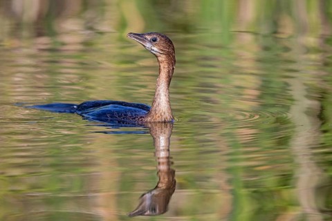 Animals, birds, Pygmy Cormorant, (Phalacrocorax pygmeus), biotope, habitat, swims in water,