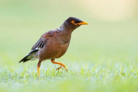 Shepherd's mynah, (Acridotheres tristis), animals, birds, perch, biotope, habitat, foraging Muscat,