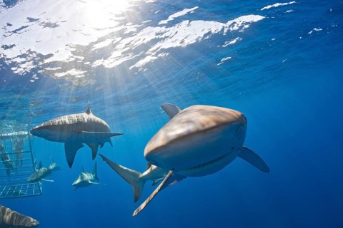 Galapagos sharks, Carcharhinus galapagensis, Oahu, Pacific, Hawaii, USA