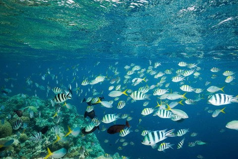 Shoal of coral fish, Micronesia, Palau