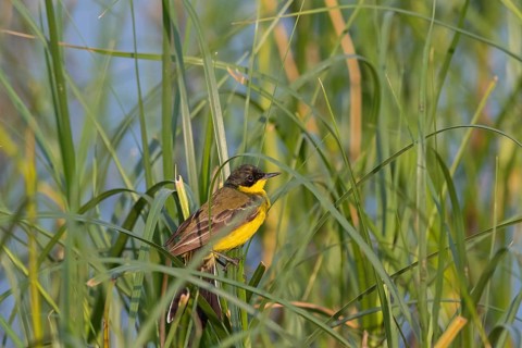 Masked wagtail, (Motacilla flava feldegg), (Motacilla feldegg), Yellow wagtail, Yellow wagtail,