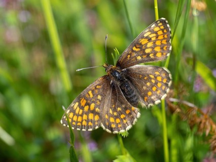 Fritillary butterfly, Common fritillary, (Melitaea athalia), butterfly, butterflies, moths, insect,