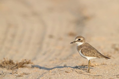 Desert plover, (Charadrius leschenaultii), animals, birds, biotope, habitat, foraging, Middle East,