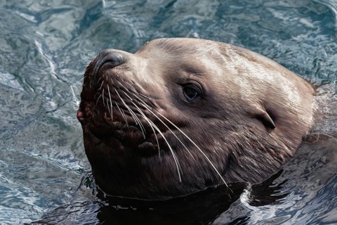 Portrait of wild sea animal Steller Sea Lion or Northern Sea Lion (Eumetopias Jubatus) swims in