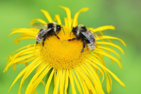 2 Cuckoo bumblebees on a flower. Two Cuckoo bumblebees on a flower