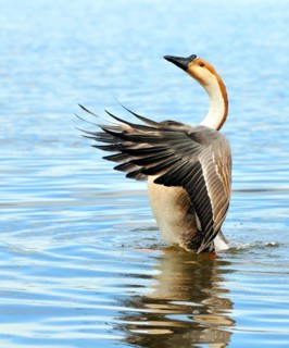 Swan goose in preening