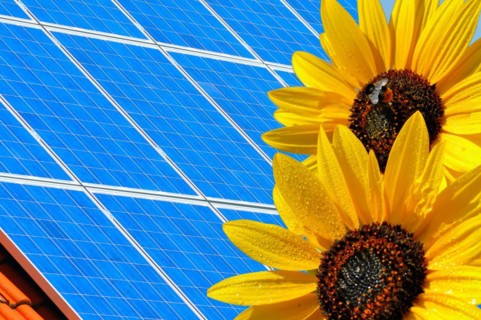 Solar modules with sunflowers, green electricity
