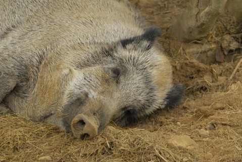 Wild boar takes a break.Wild Boar takes a break