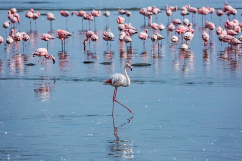 Soloist. Flock of white and pink flamingos feed themselves in coastal silt. Namibia. Sunrise.