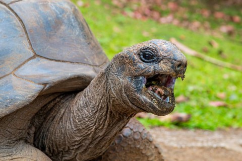 Aldabra giant tortoise (Aldabrachelys gigantea, Syn.:Geochelone gigantea, Dipsochelys elephantina,