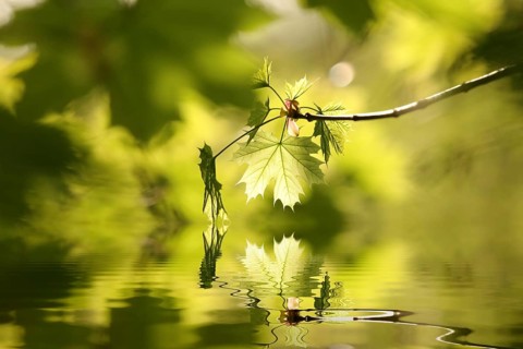 Spring maple leaves in the forest, April, Poland