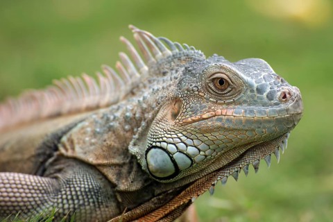 Big red iguana walking on the grass