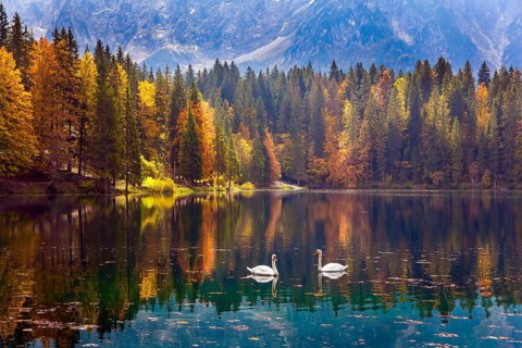 Lake Fuzine. Magnificent colors of autumn. Pair of white swans on the smooth water of the lake.