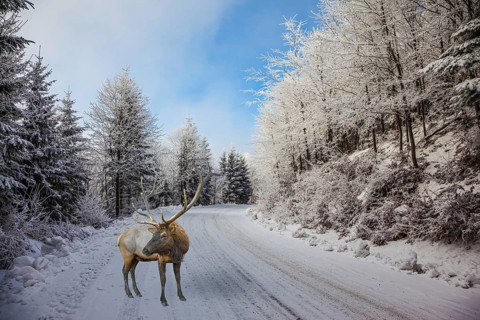 The snow-covered road in the northern Christmas wood. The red deer with branchy horns costs on a