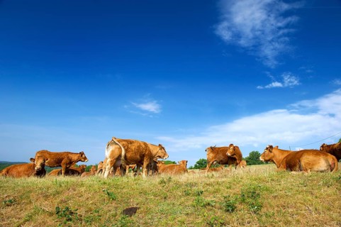 Typical French brown Limousin cows in France