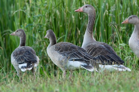 Greylag goose, Anser anser, Stuer, Germany