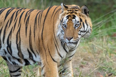 Tiger (Panthera tigris), Bengal tiger or Indian tiger, big cat (Pantherinae), carnivore