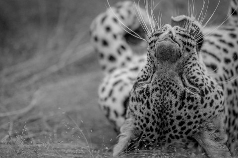 Close up of a female Leopard laying in black and white in the grass in the Kruger National Park,