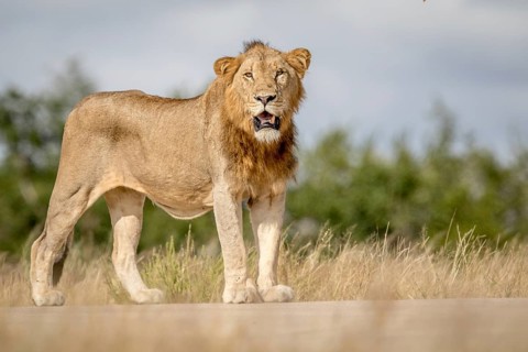 Young male Lion looking around in the Kruger National Park, South Africa