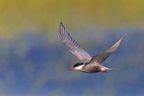 White-bearded Tern, (Chlidonias hybridus, Chlidonias hybrida, family of terns, flight, biotope,