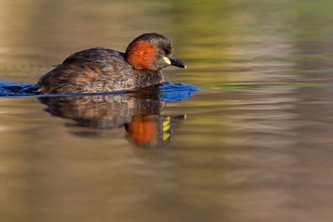 Little grebe, (Tachybaptus ruficollis), (Podiceps ruficollis), animals, birds, grebe family, swims