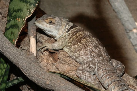 Madagascar iguana (Oplurus cuvieri)
