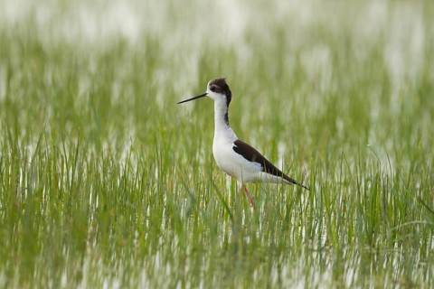 Black-winged Stilt (Himantopus himantopus)