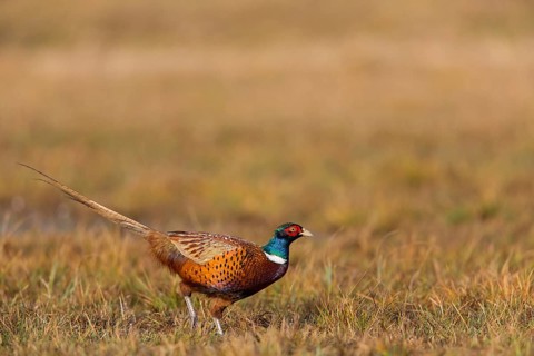 Pheasant, cock, male, (Phasianus colchicus), animals, birds, chicken family, centrapole, Kutno,