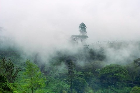 Central plateau in Sri Lanka. The cloudy mountains are covered with meadows and rain forest and