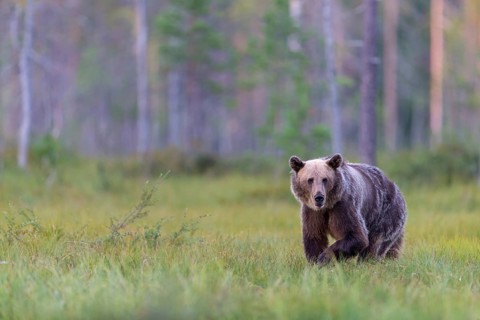 European brown bear, animals, mammals, (Ursus arctos arctos), forest, Scandinavia, bear family,