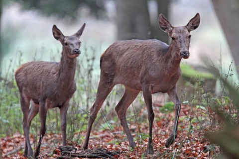 Red deer (Cervus elaphus)