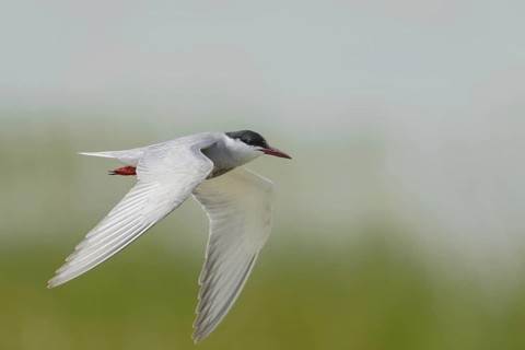 White-bearded Tern (Chlidonias hybrida)