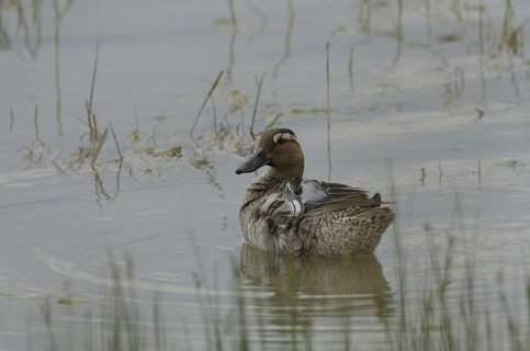 Garganey, male (Anas querquedula)
