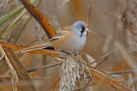 Bearded Tit (Panurus biarmicus)