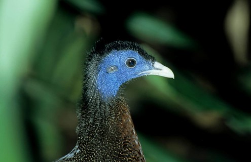 Argus pheasant (Argusianus argus)