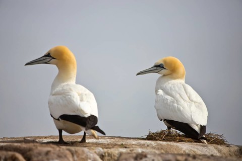 Northern gannet in the North Sea (Morus bassanus)