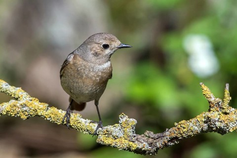 Common redstart - female on a branch (Phoenicurus phoenicurus)