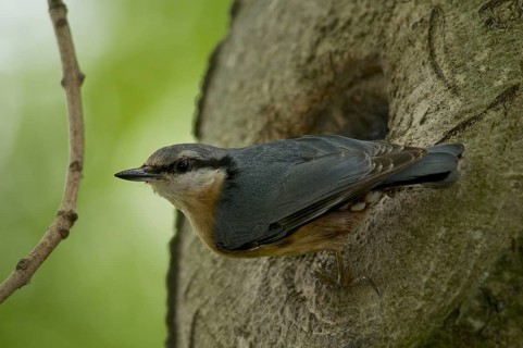 Nuthatch (Sitta europaea)